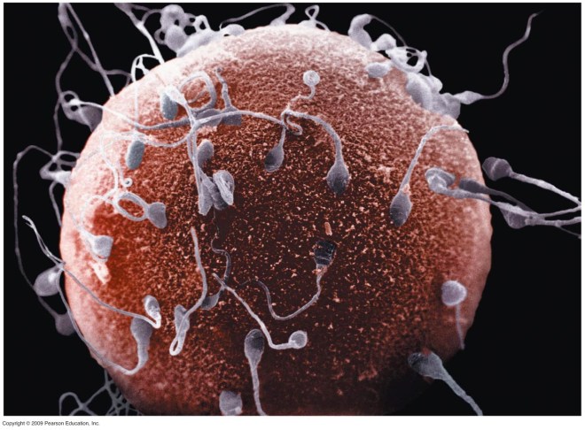 spermmeetsegg-l
